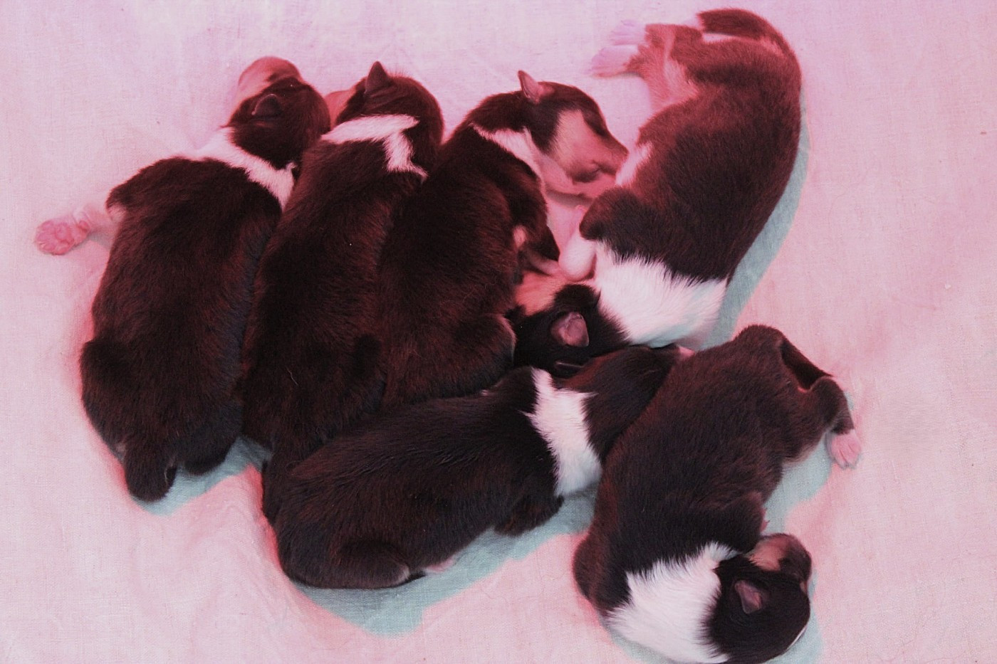 DES BEBES SONT NES le 7 JUIN 2026
