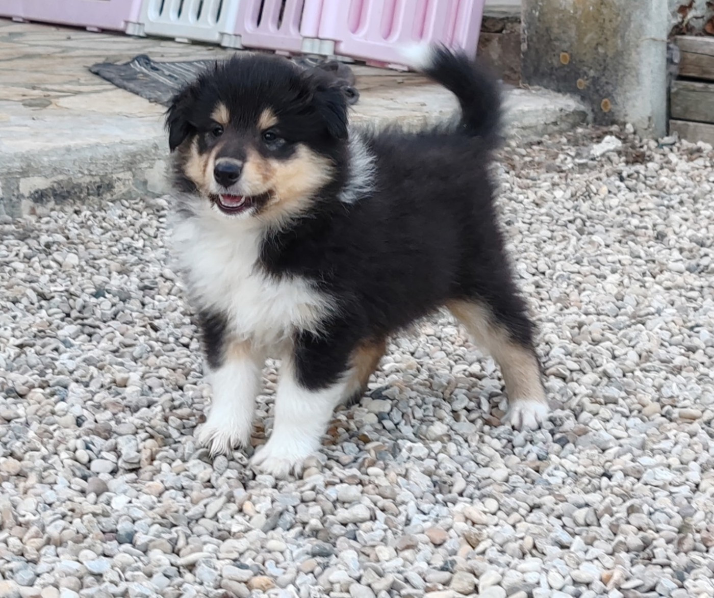 3 très beaux mâles disponibles