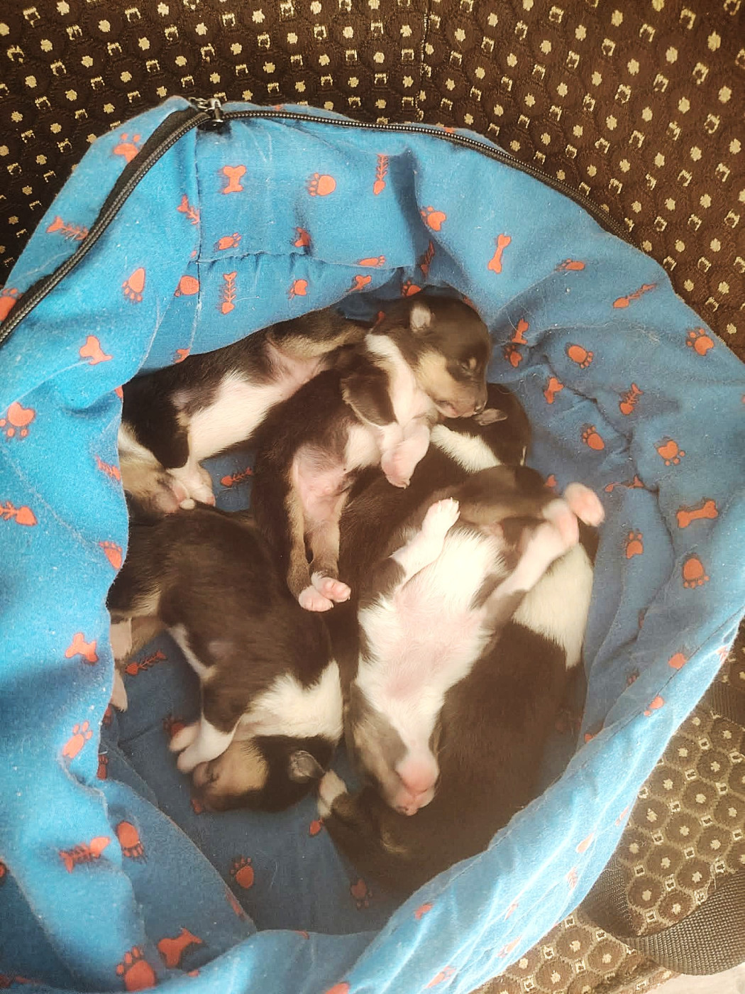 Chiot Colley à poil long Du Clos Bellilocien