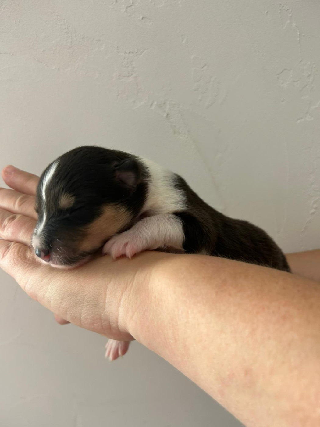 Du Clos Bellilocien - Chiots disponibles - Colley à poil long