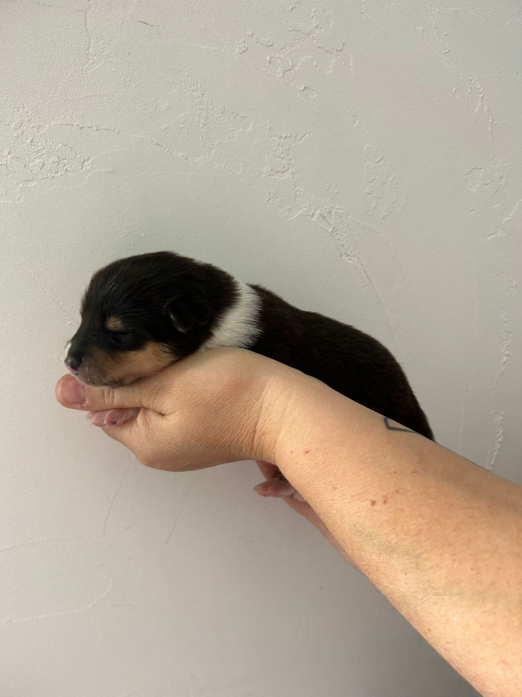 Du Clos Bellilocien - Chiots disponibles - Colley à poil long