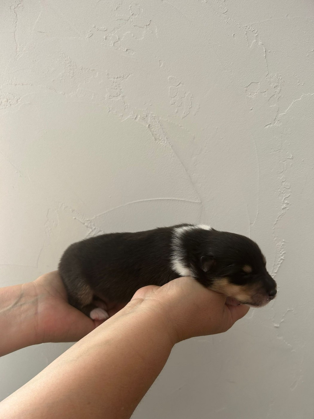 Du Clos Bellilocien - Chiots disponibles - Colley à poil long