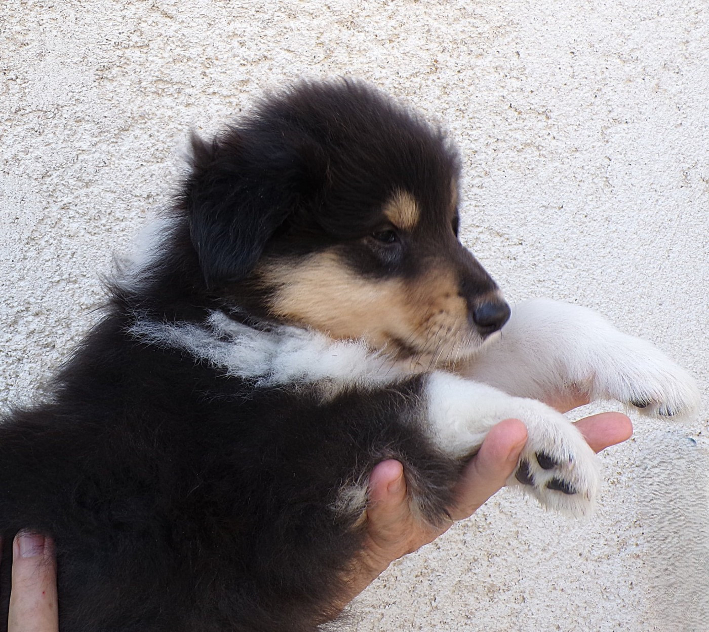 Du Clos Bellilocien - Chiots disponibles - Colley à poil long