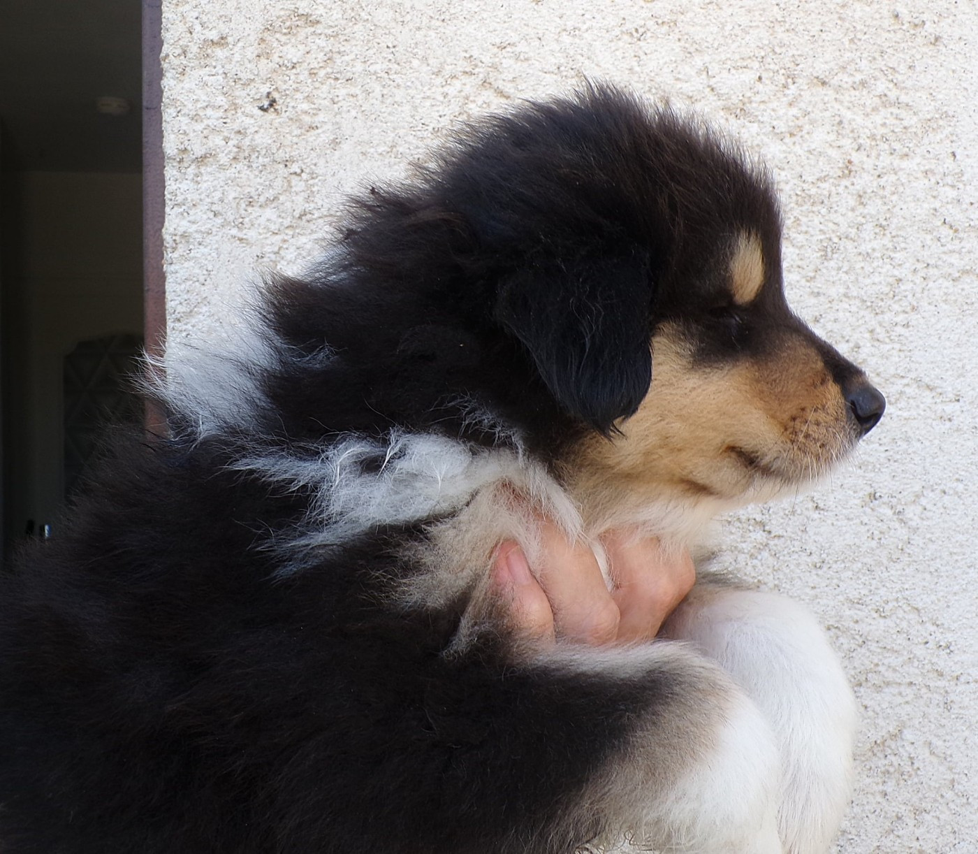 Du Clos Bellilocien - Chiots disponibles - Colley à poil long
