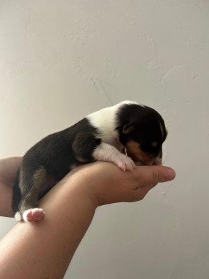 Chiot N°5 bella