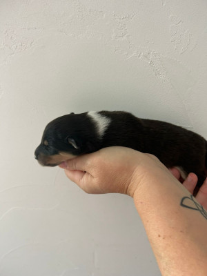Chiot N°4 black panthère